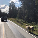 Verkehrstüchtige Schafe entlang der Straße